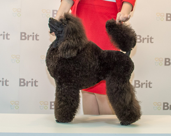 Black discount mini poodle